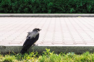 Siyah karga kopya alanı ile yeşil çim arka plan üzerinde gri kaldırım yakınında sınırda yürüyor. Kaldırımda kuzgun. Asfaltta vahşi kuş. Şehir faunasının yırtıcı hayvanı. Kuşun tüyleri yakın.