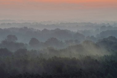 Sabahın erken saatlerinde sis altında ormanın tepesinden mistik bir manzara. Şafak öncesi gökyüzünün altında taiga ağaç siluetleri katmanları arasında Sis. Görkemli doğanın sakin sabah atmosferik minimalist manzara.