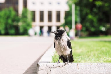 Siyah karga kopya alanı ile bokeh şehir binasının arka planda gri kaldırım yakınında sınırda yürüyor. Yeşil çimenlerin yanında kaldırımda kuzgun. Asfalttaki yabani kuş yakın çekim. Şehrin yırtıcı hayvanı.