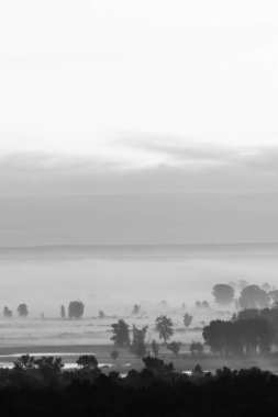 Gri tonlama da sabahın erken saatlerinde sis altında orman mistik görünümü. Şafak öncesi gökyüzünün altında su yakınında ağaç siluetleri arasında sis. Görkemli doğanın tek renkli sakin sabah atmosferik minimalist manzara.