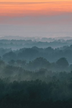Sabahın erken saatlerinde sis altında ormanın tepesinden mistik bir manzara. Sıcak şafak öncesi gökyüzü altında taiga ağaç siluetleri katmanları arasında Sis. Görkemli doğanın sabah atmosferik minimalist manzara.