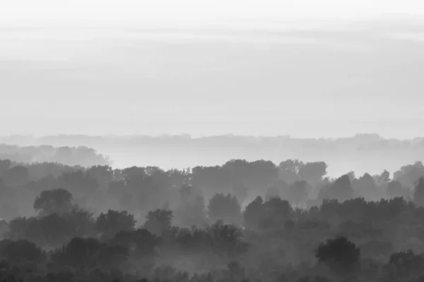 Mystischer Blick Auf Den Wald Dunst Frühen Morgen Unheimlicher Nebel — Stockfoto