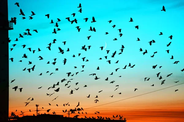 Groups of birds flying above roof at sunset on moon background. Birds silhouettes above building silhouettes. Lunation. Lunar month. Glowing multicolor dawn sky. Many birds migrate south in autumn.