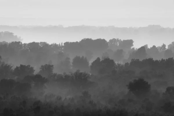 Vista Mística Sobre Floresta Sob Neblina Início Manhã Névoa Misteriosa — Fotografia de Stock