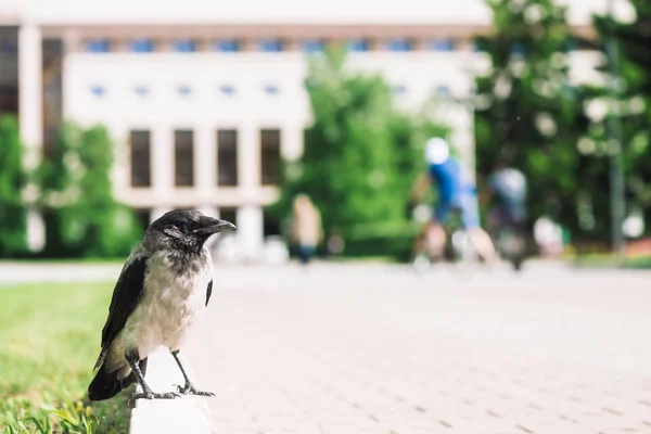 Black Crow Walks Border Gray Sidewalk Background City Building Bokeh — Stock Photo, Image