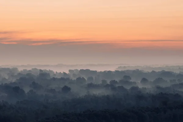 Mystischer Blick Auf Den Wald Dunst Frühen Morgen Unheimlicher Nebel — Stockfoto