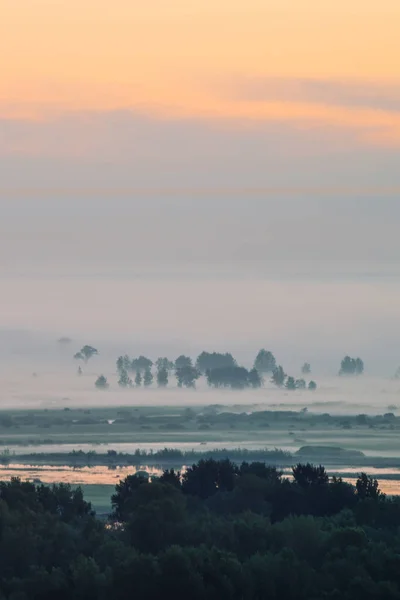 Мистический Вид Лес Тумане Ранним Утром Туман Среди Силуэтов Деревьев — стоковое фото