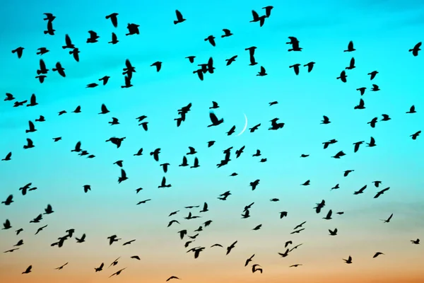 Groups of birds flying at sunset on moon background. Birds silhouettes in gradient sunrise sky. Lunation. Lunar month. Glowing multicolor dawn sky. Many birds migrate south in autumn.