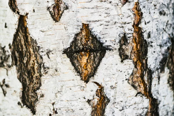 Textura Detallada Corteza Del Abedul Macro Fragmento Inusual Superficie Betula — Foto de Stock
