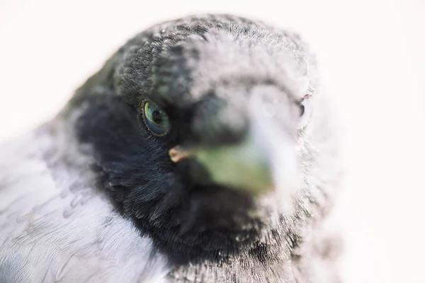 Hlava Mladé Vrána Šedém Pozadí Portrét Havrana Zblízka Městský Pták — Stock fotografie