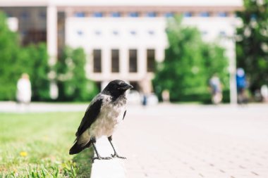 Siyah karga kopya alanı ile bokeh şehir binasının arka planda gri kaldırım yakınında sınırda yürüyor. Yeşil çimenlerin yanında kaldırımda kuzgun. Asfalttaki yabani kuş yakın çekim. Şehrin yırtıcı hayvanı.