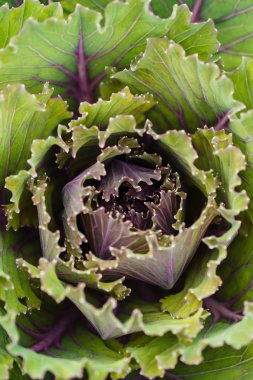 Makro lahana yaprakları ayrıntılı desen. Kopya alanı ile yararlı sebze Amazing arka plan. Kale üst görünümü yakın çekim.