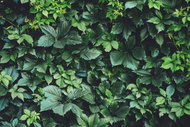 İlkbaharda büyük yeşil yaprakların çit. Parthenocissus henryana yeşil çit. Kız sıcağına üzümlerin doğal arka planı. Parthenocissus inserta çiçek dokusu. Zengin yeşillik. Botanik bahçesinde bitkiler.