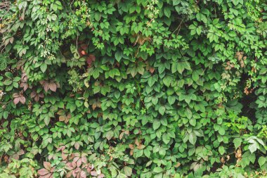 Parthenocissus henryana yeşil çit yakın. Kopya alanı ile girlish üzüm Sonbahar arka plan. Parthenocissus inserta ayrıntılı doku. Sonbaharda yeşil ve kırmızı yaprakların Çit.