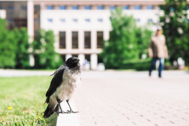 Siyah karga kopya alanı ile bokeh şehir binasının arka planda gri kaldırım yakınında sınırda yürüyor. Yeşil çimenlerin yanında kaldırımda kuzgun. Asfalttaki yabani kuş yakın çekim. Şehrin yırtıcı hayvanı.