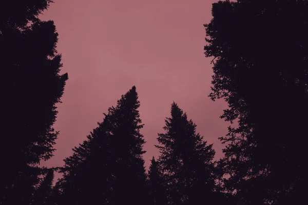 Dark Silhouettes High Pines Spruces Upwards Background Clear Gloomy Pink — Stock Photo, Image