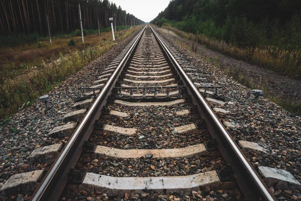 Demiryolu orman boyunca perspektif seyahat. Demiryolu nda yolculuk. Raylar boyunca telleri olan direkler. Kopya alanı ile çalılar ve ağaçlar boyunca demiryolu ile atmosferik manzara.