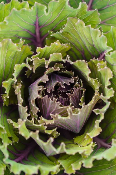 Makro lahana yaprakları ayrıntılı desen. Kopya alanı ile yararlı sebze Amazing arka plan. Kale üst görünümü yakın çekim.