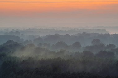 Sabahın erken saatlerinde sis altında ormanın tepesinden mistik manzara 