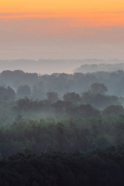 Sabahın erken saatlerinde sis altında ormanın tepesinden mistik manzara 