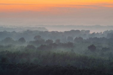 Sabahın erken saatlerinde sis altında ormanın tepesinden mistik manzara 