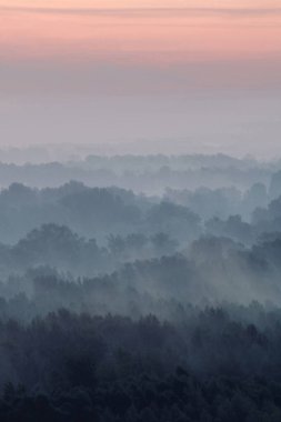Sabahın erken saatlerinde sis altında orman mistik görünümü