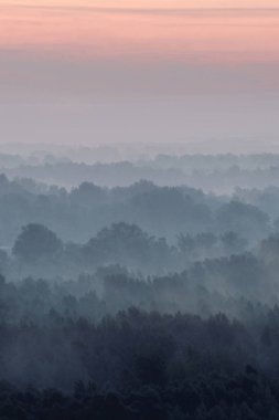Sabahın erken saatlerinde sis altında orman mistik görünümü