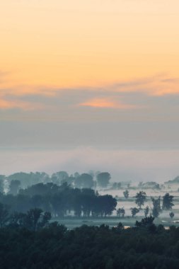 Sabahın erken saatlerinde sis altında orman mistik görünümü