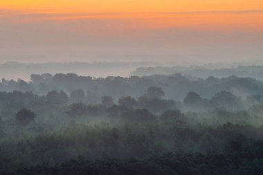 Sabahın erken saatlerinde sis altında ormanın tepesinden mistik manzara 