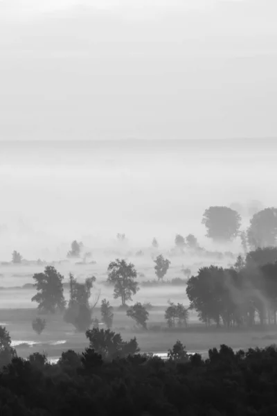 Мистический Вид Лес Туманом Ранним Утром — стоковое фото