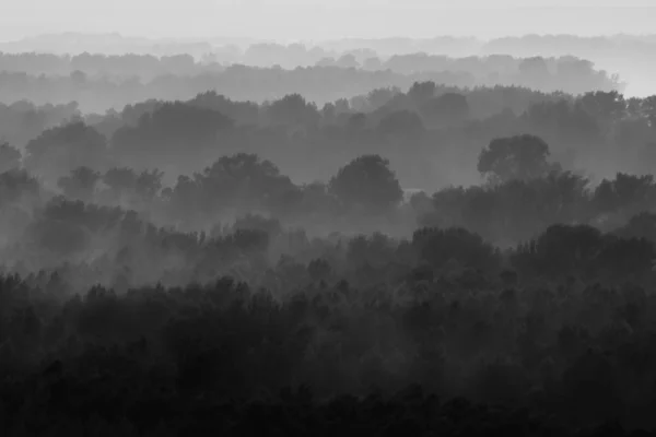Μυστικιστική Θέα Στο Δάσος Κάτω Από Ομίχλη Νωρίς Πρωί — Φωτογραφία Αρχείου