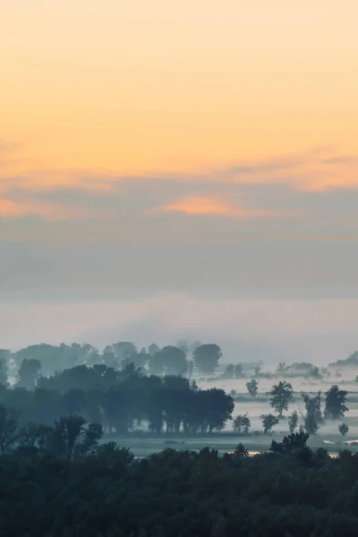 早朝の曇りの下の森の神秘的な眺め — ストック写真