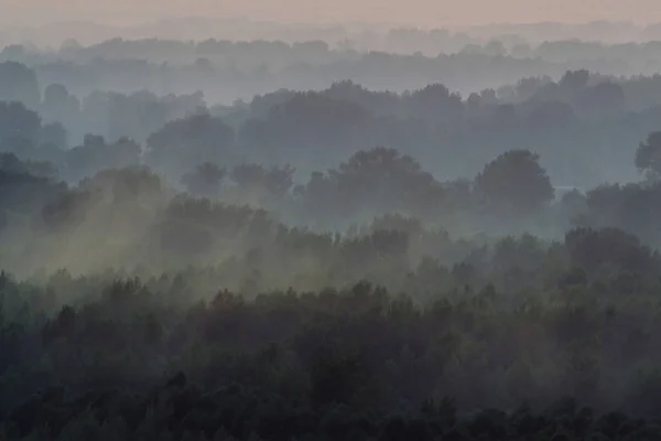 Sabahın Erken Saatlerinde Sis Altında Ormanın Tepesinden Mistik Manzara — Stok fotoğraf