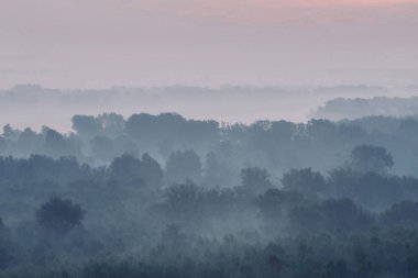 Sabahın erken saatlerinde ormanın gizemli manzarası. Tayga 'da şafak öncesi gökyüzünün altındaki ağaç siluetlerinin arasındaki ürkütücü sis. Soluk mavi tonlarda görkemli doğanın atmosferik minimalistik manzarası