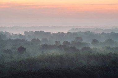 Sabahın erken saatlerinde sis altında ormanın tepesinden mistik bir manzara. Şafak öncesi gökyüzünün altında taiga ağaç siluetleri katmanları arasında ürkütücü sis. Görkemli doğanın sabah atmosferik minimalist manzara.