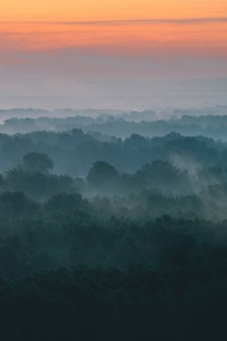 Sabahın erken saatlerinde sis altında ormanın tepesinden mistik bir manzara. Sıcak şafak öncesi gökyüzü altında taiga ağaç siluetleri katmanları arasında Sis. Görkemli doğanın sabah atmosferik minimalist manzara.