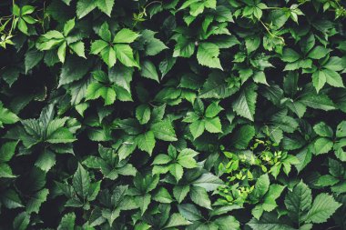 İlkbaharda büyük yeşil yaprakların çit. Parthenocissus henryana yeşil çit. Kız sıcağına üzümlerin doğal arka planı. Parthenocissus inserta çiçek dokusu. Zengin yeşillik. Botanik bahçesinde bitkiler.