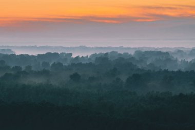 Sabahın erken saatlerinde sis altında ormanın tepesinden mistik bir manzara. Sıcak şafak öncesi gökyüzü altında taiga ağaç siluetleri katmanları arasında Sis. Görkemli doğanın sabah atmosferik minimalist manzara.