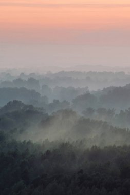 Sabahın erken saatlerinde sis altında ormanın tepesinden mistik bir manzara. Şafak öncesi gökyüzünün altında taiga ağaç siluetleri katmanları arasında ürkütücü sis. Görkemli doğanın sabah atmosferik minimalist manzara.