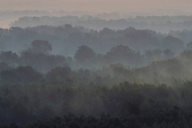 Sabahın erken saatlerinde sis altında ormanın tepesinden mistik bir manzara. Şafak öncesi gökyüzünün altında taiga ağaç siluetleri katmanları arasında Sis. Görkemli doğanın sakin sabah atmosferik minimalist manzara.