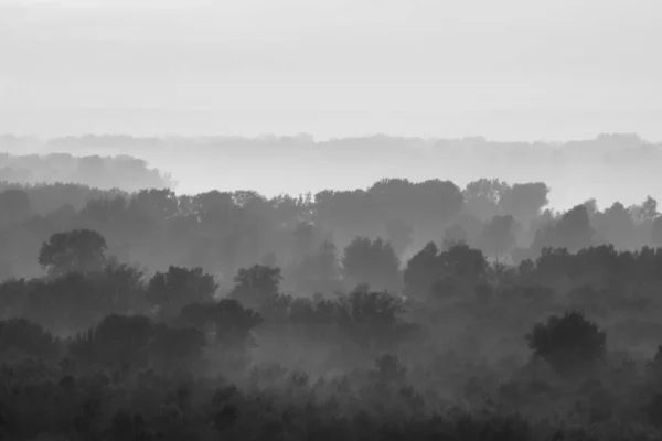 Μυστικιστική Θέα Στο Δάσος Κάτω Από Ομίχλη Νωρίς Πρωί Μυστηριώδης — Φωτογραφία Αρχείου