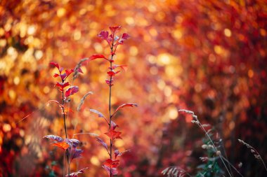 Sonbahar bokeh arka planında canlı kırmızı Hawthorn yaprakları
