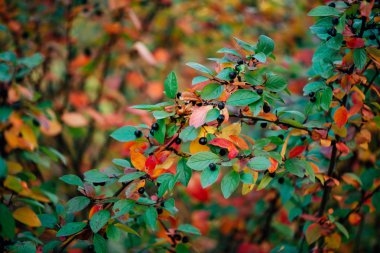 Böğürtlen, sonbahar Bokeh arka planında Cotoneaster dalında