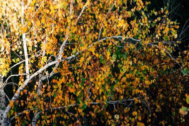 Sarı turuncu yeşil yaprakların doğal arkaplanı