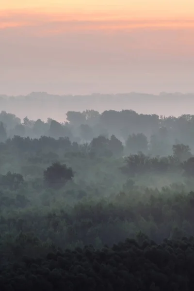 Vista Mística Floresta Sob Neblina Início Manhã — Fotografia de Stock