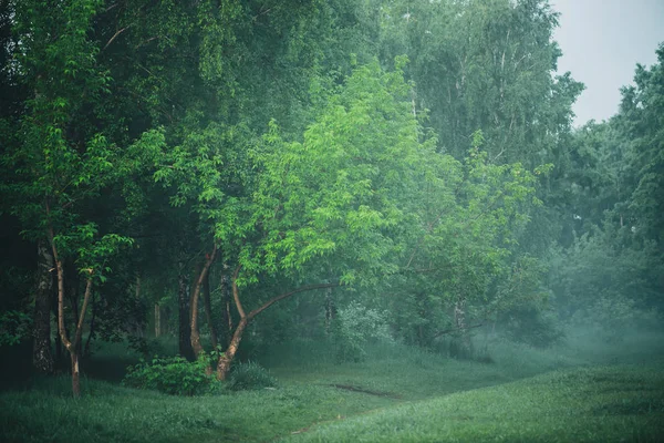 Atmosfäriskt Dimmigt Landskap Med Vackra Grönskande Lövverk — Stockfoto