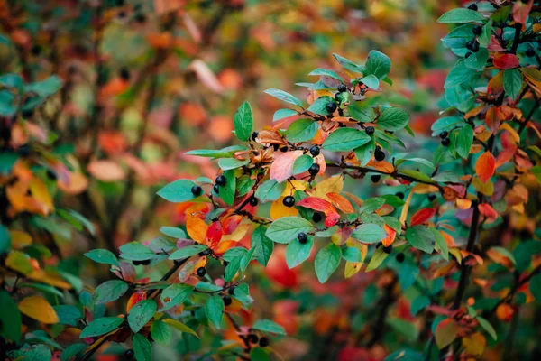 Baya Rama Cotoneaster Fondo Otoño Bokeh —  Fotos de Stock