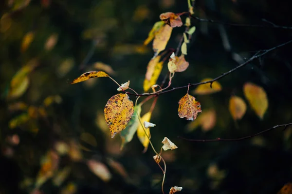 Orange autumn leaves on yellow swirling bokeh background in sunset