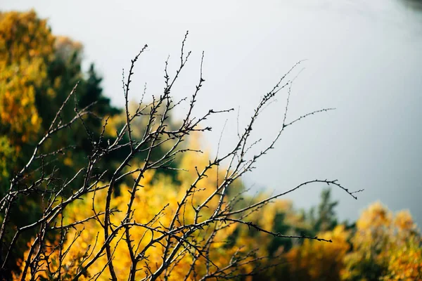 Arancione Giallo Dorato Autunno Foglie Sfondo Blu Acqua — Foto Stock