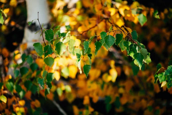 Autumn Leaves Birch Tree Close — ストック写真